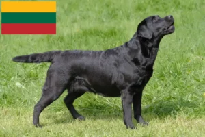 Read more about the article Labrador breeders and puppies in Lithuania