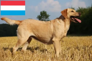 Read more about the article Labrador breeders and puppies in Luxembourg