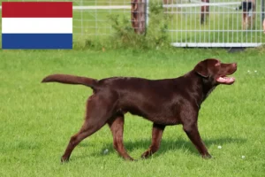 Read more about the article Labrador breeders and puppies in the Netherlands