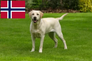 Read more about the article Labrador breeders and puppies in Norway