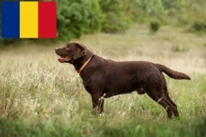 Read more about the article Labrador breeders and puppies in Romania