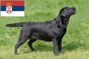 Read more about the article Labrador breeders and puppies in Serbia