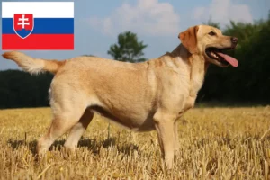 Read more about the article Labrador breeders and puppies in Slovakia