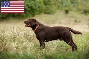 Read more about the article Labrador breeders and puppies in the USA