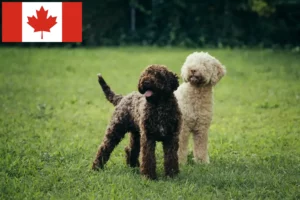 Read more about the article Lagotto Romagnolo breeders and puppies in Canada