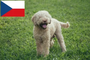 Read more about the article Lagotto Romagnolo breeders and puppies in the Czech Republic