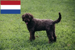 Read more about the article Lagotto Romagnolo breeders and puppies in the Netherlands