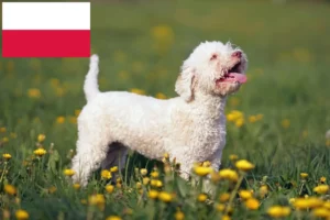 Read more about the article Lagotto Romagnolo breeders and puppies in Poland