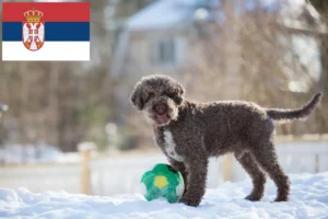 Read more about the article Lagotto Romagnolo breeders and puppies in Serbia