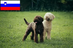 Read more about the article Lagotto Romagnolo breeders and puppies in Slovenia