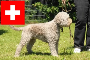 Read more about the article Lagotto Romagnolo breeders and puppies in Switzerland