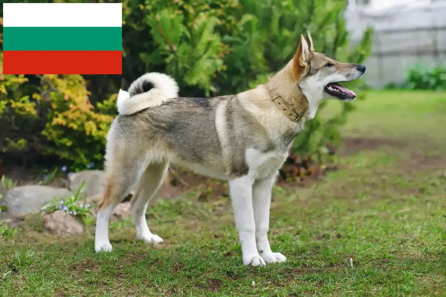 Read more about the article Laika breeders and puppies in Bulgaria