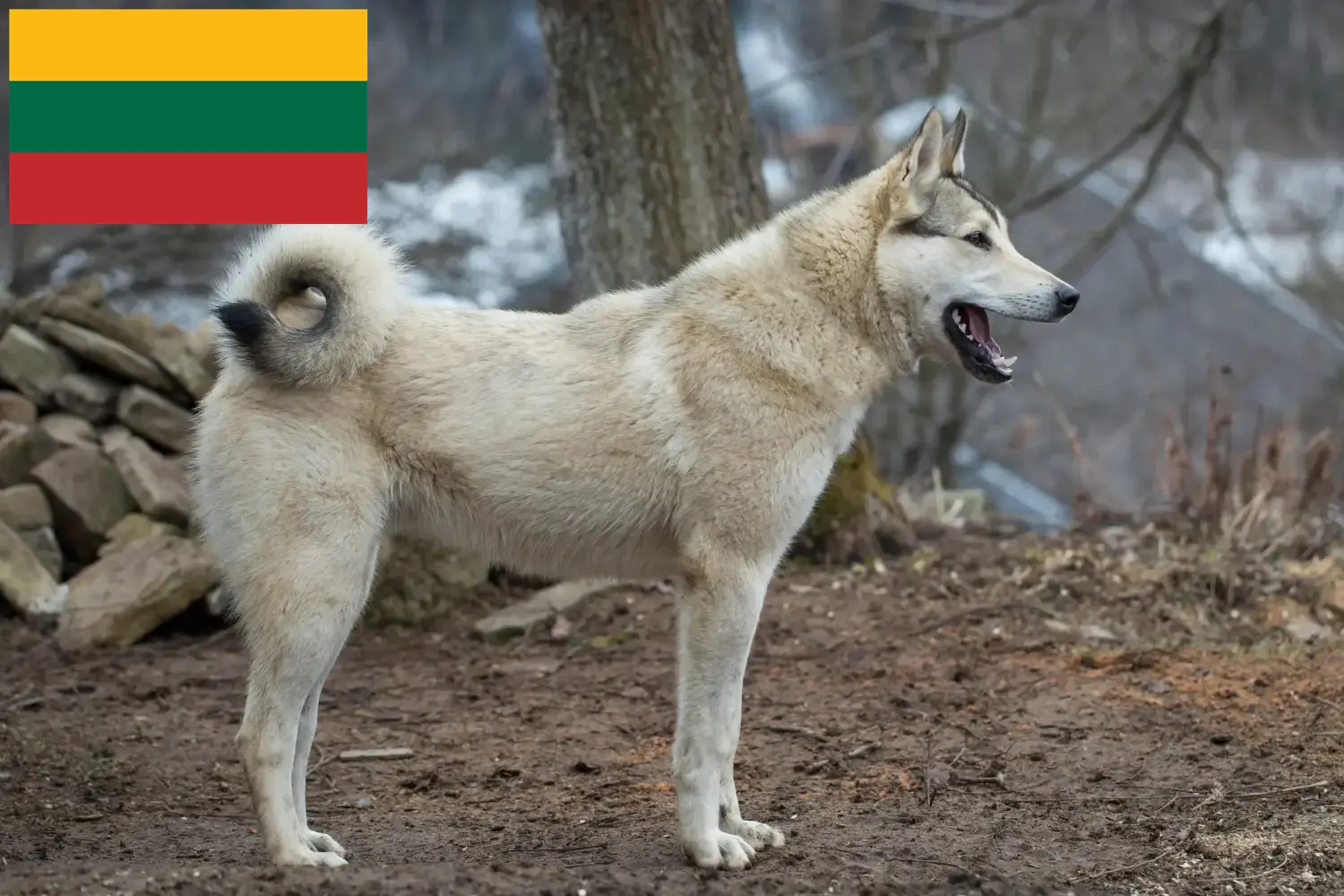 Read more about the article Laika breeders and puppies in Lithuania