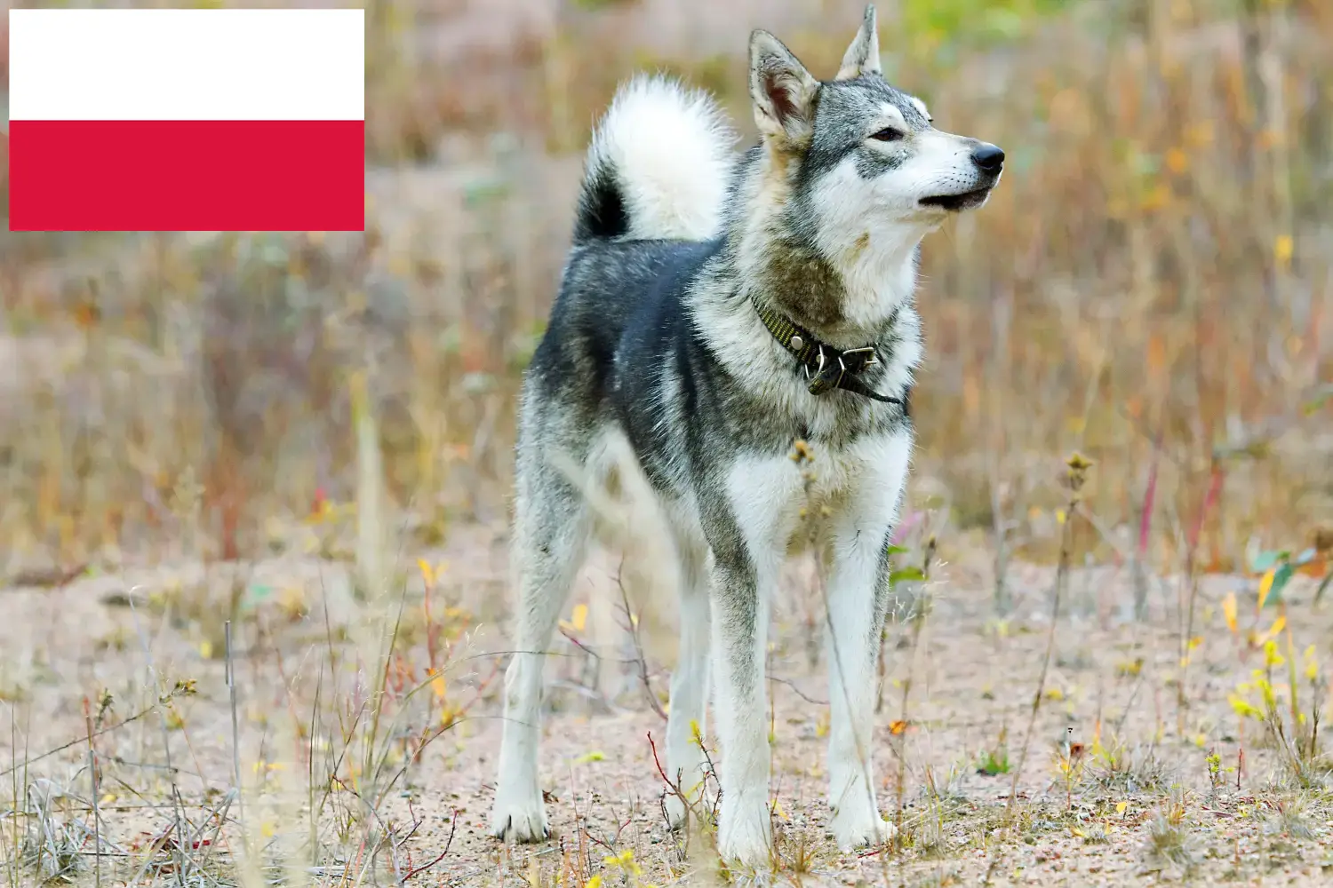 Read more about the article Laika breeders and puppies in Poland