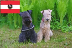 Read more about the article Lakeland Terrier breeders and puppies in Austria