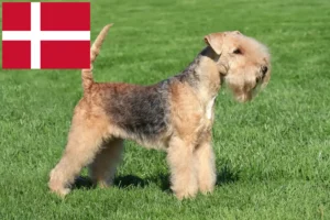 Read more about the article Lakeland Terrier breeders and puppies in Denmark