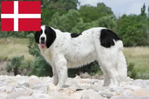 Read more about the article Landseer breeders and puppies in Denmark