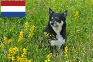 Read more about the article Lappish reindeer dog breeders and puppies in the Netherlands