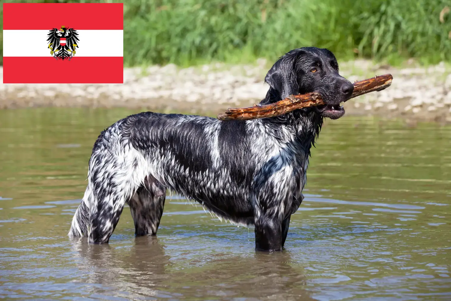 Read more about the article Large Münsterländer breeder and puppies in Austria