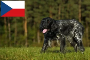 Read more about the article Large Münsterländer breeder and puppies in the Czech Republic
