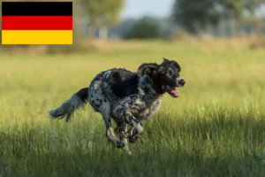 Read more about the article Large Münsterländer breeder and puppies in Germany