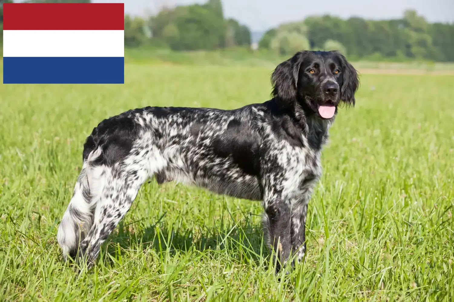 Read more about the article Large Münsterländer breeder and puppies in the Netherlands