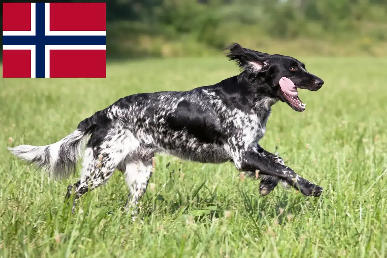 Read more about the article Large Münsterländer breeder and puppies in Norway