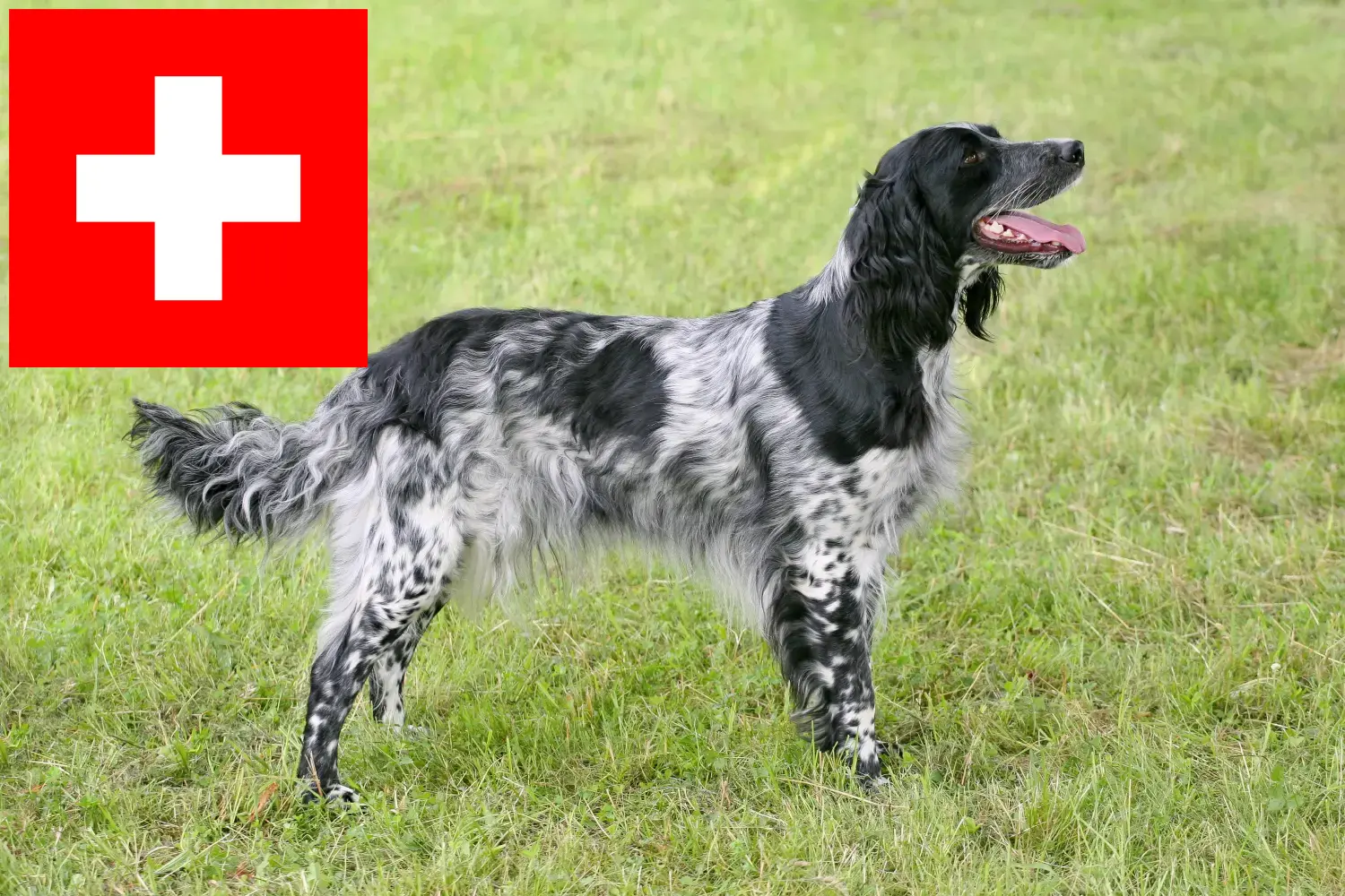 Read more about the article Large Münsterländer breeder and puppies in Switzerland