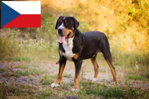 Read more about the article Great Swiss Mountain Dog breeder and puppies in the Czech Republic