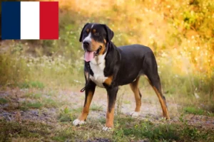 Read more about the article Great Swiss Mountain Dog breeder and puppies in France