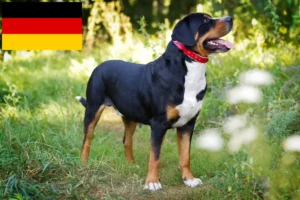 Read more about the article Large Swiss Mountain Dog Breeder and Puppies in Germany