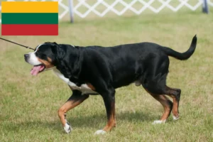 Read more about the article Large Swiss Mountain Dog Breeder and Puppies in Lithuania