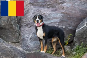 Read more about the article Great Swiss Mountain Dog breeder and puppies in Romania