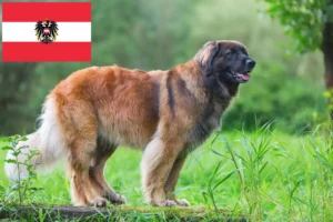 Read more about the article Leonberger breeders and puppies in Austria