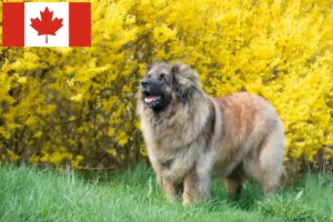 Read more about the article Leonberger breeders and puppies in Canada