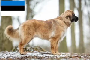 Read more about the article Leonberger breeders and puppies in Estonia