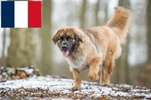 Read more about the article Leonberger breeders and puppies in France