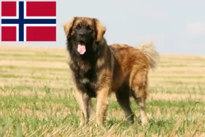 Read more about the article Leonberger breeders and puppies in Norway