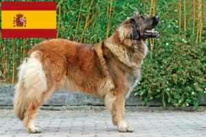 Read more about the article Leonberger breeders and puppies in Spain