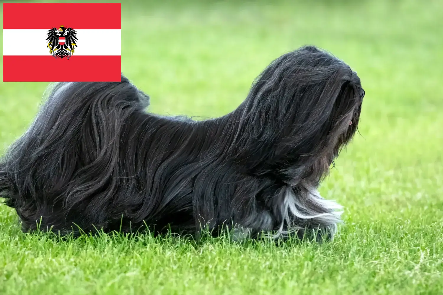 Read more about the article Lhasa Apso breeders and puppies in Austria