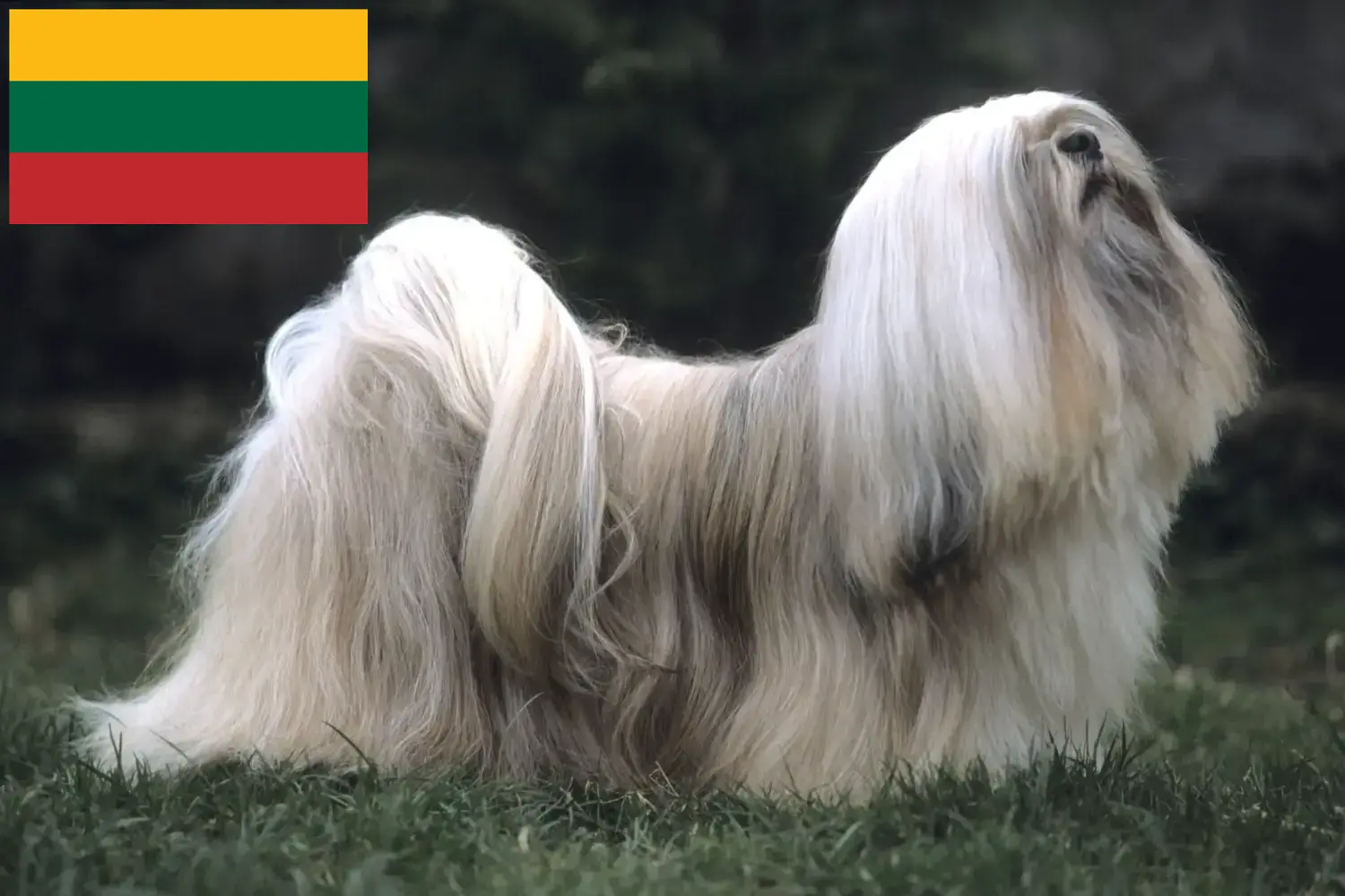 Read more about the article Lhasa Apso breeders and puppies in Lithuania