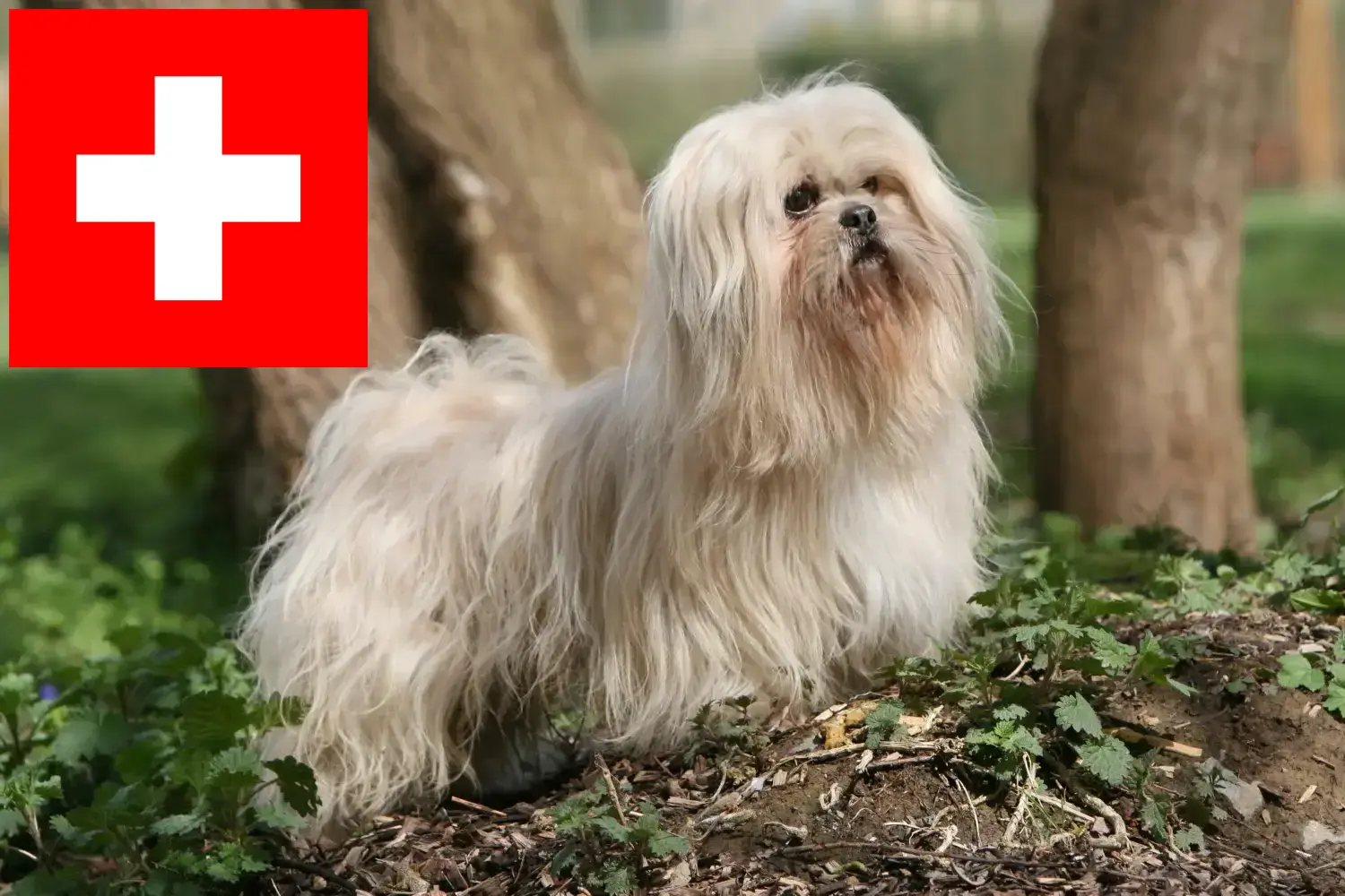 Read more about the article Lhasa Apso breeders and puppies in Switzerland