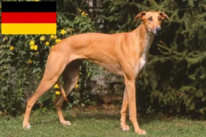 Read more about the article Magyar Agar breeders and puppies in Germany