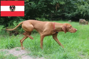 Read more about the article Magyar Vizsla breeders and puppies in Austria