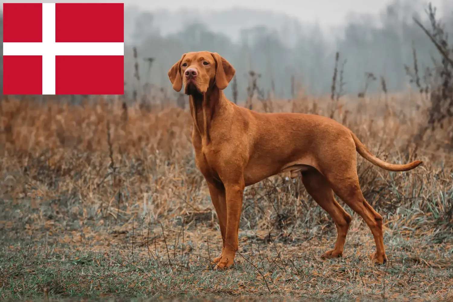 Read more about the article Magyar Vizsla breeders and puppies in Denmark