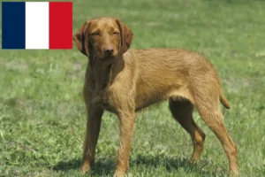 Read more about the article Magyar Vizsla breeders and puppies in France