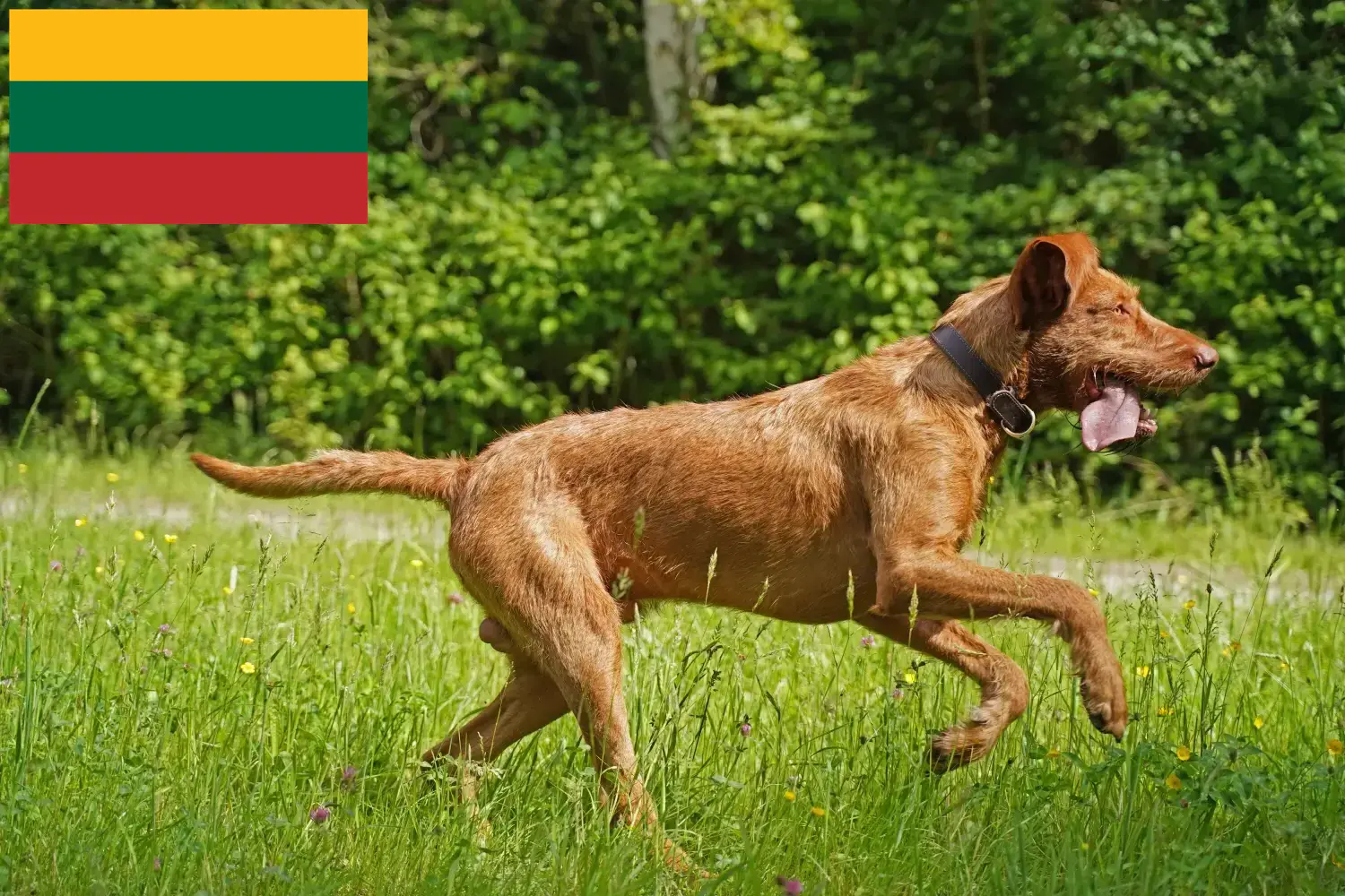 Read more about the article Magyar Vizsla breeders and puppies in Lithuania