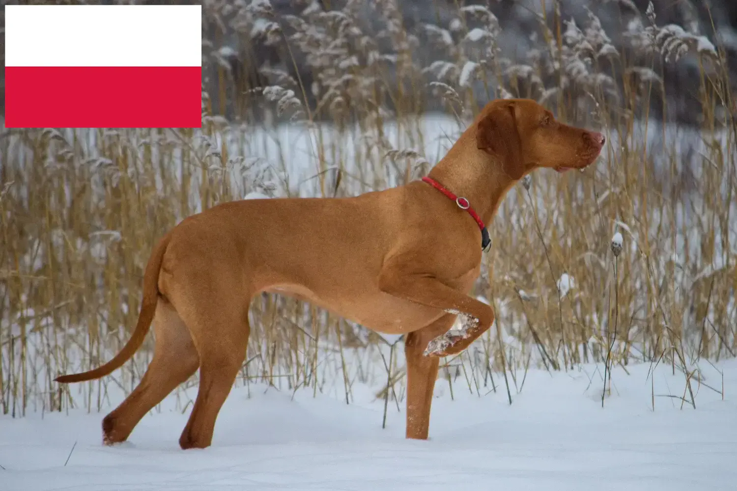 Read more about the article Magyar Vizsla breeders and puppies in Poland