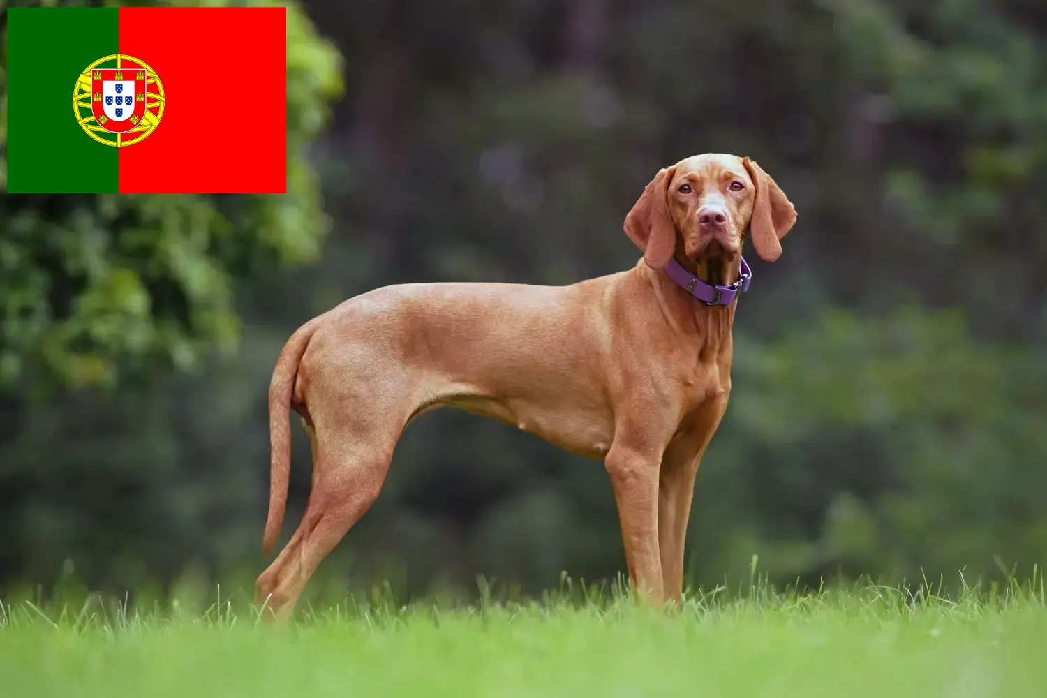 Read more about the article Magyar Vizsla breeders and puppies in Portugal