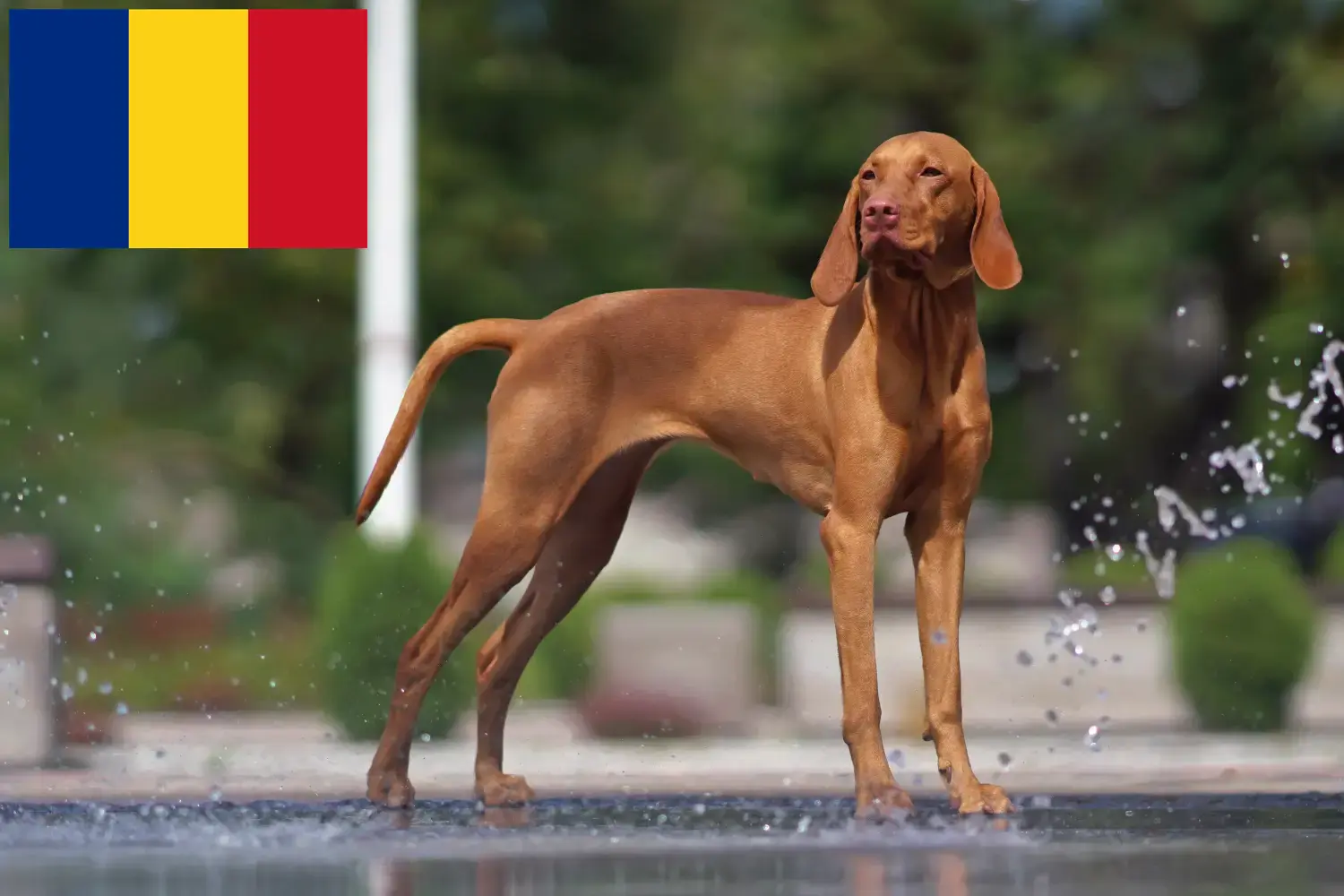 Read more about the article Magyar Vizsla breeders and puppies in Romania